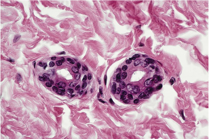 <p>what tissue is this </p>