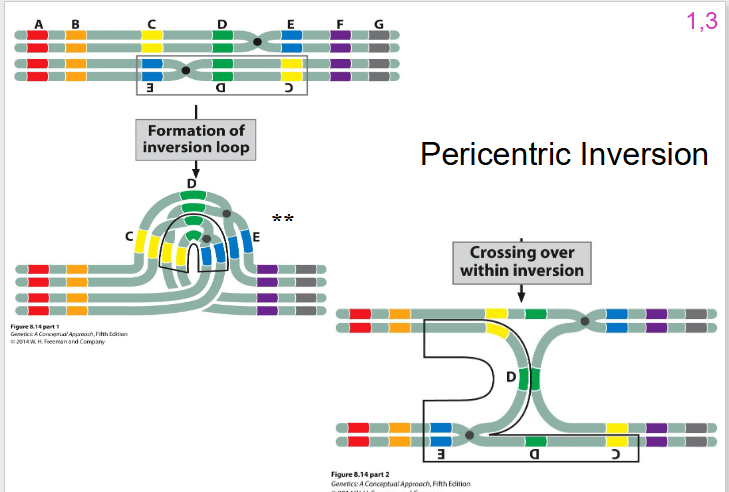 <p>Pericentric Inversion DIAGRAM</p>