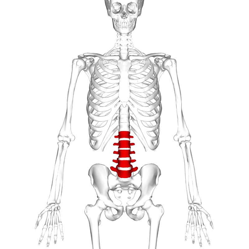 <p>lumbar vertebrae</p>