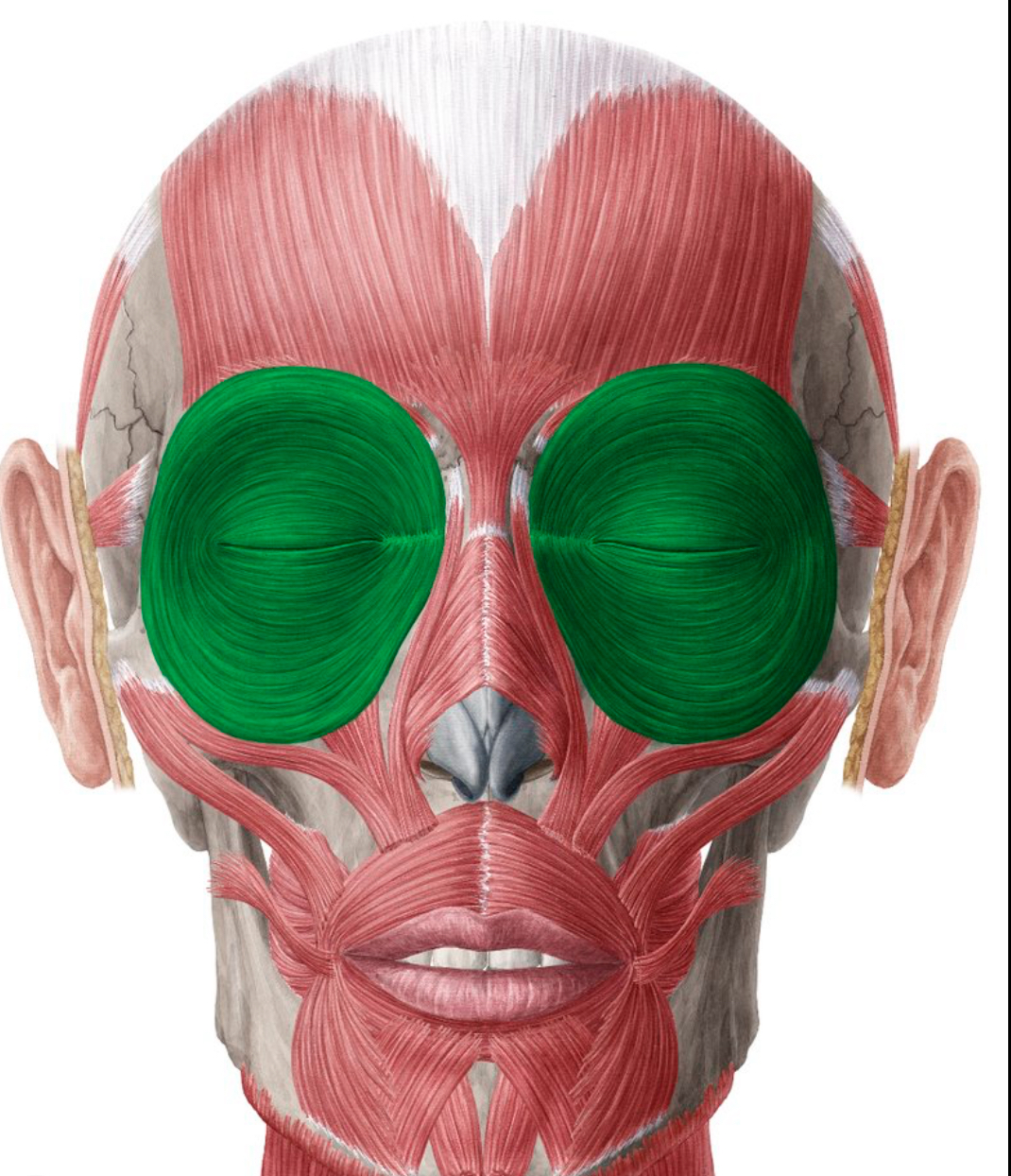 <p>orbicularis oculi</p>