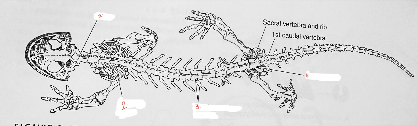 <p>What is structure 1 marked as?</p>