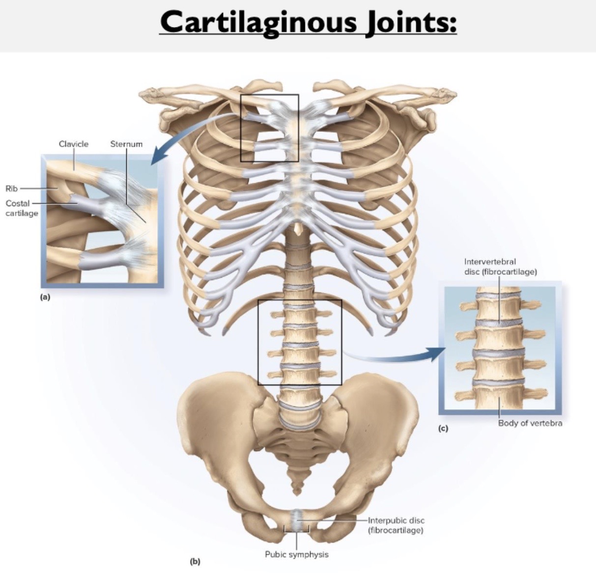 <ul><li><p><strong>intervertebral discs</strong></p></li><li><p><strong>pubic symphysis </strong></p></li></ul><p></p>