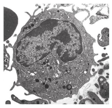 <p>Which features can be found both within this cell and in a photosynthetic bacterium?</p>