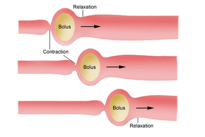 <p>Involuntary waves of <b>muscle contraction</b> that keep food moving along in one direction through the digestive system.</p>