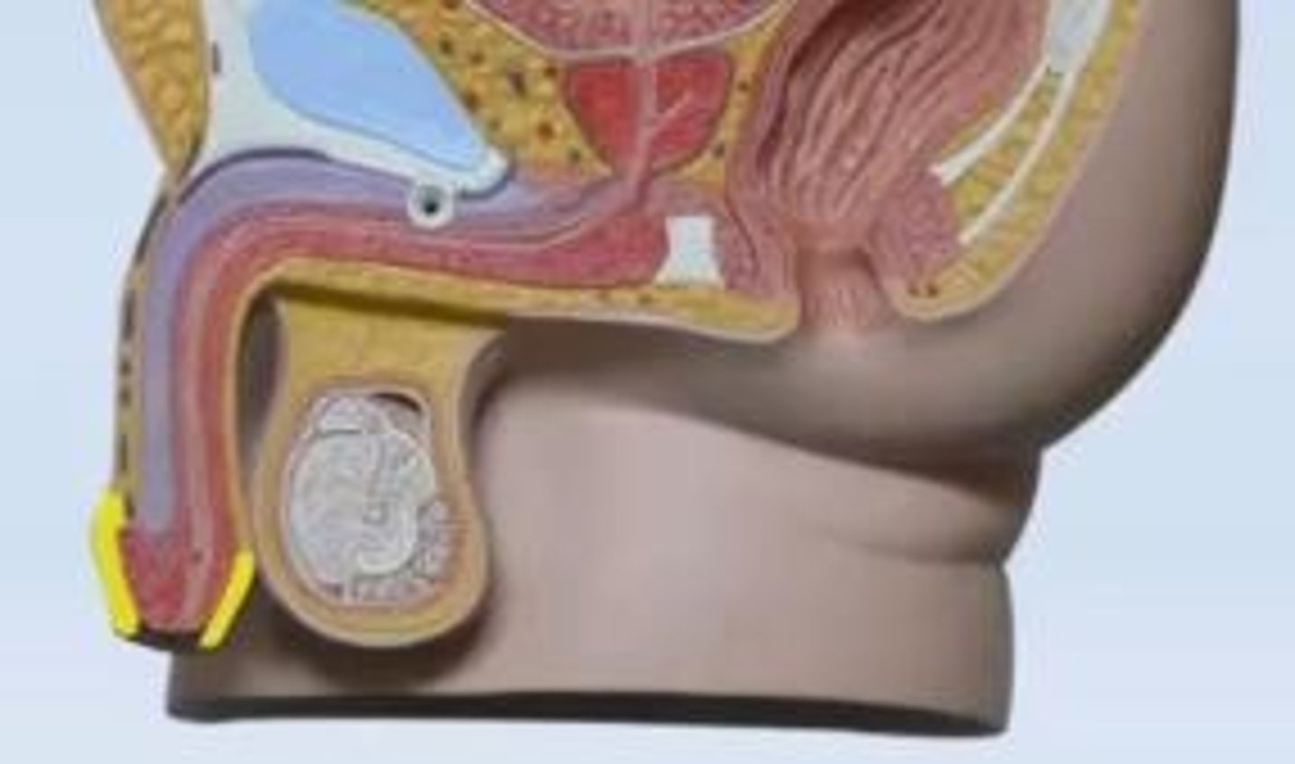 <p>Fx: layer of skin that covers the glans penis in uncircumcised males</p>