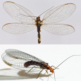 <p><span>Zeer zeldzaam. Recentelijk slechts twee keer waargenomen op Texel en in Noord-Brabant. Middelgrote tot grote bruinrode gaasvlieg met volledig zwarte vleugeladering. De </span><em>Nothochrysa</em><span>-soorten hebben een rechthoekige intramediane cel in plaats van een driehoekige cel, waarmee ze zich onderscheiden van andere groene gaasvliegen.</span></p>