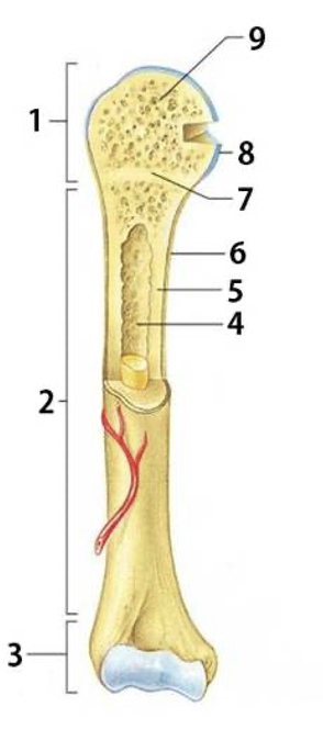 <ol><li><p>Epiphysis</p></li><li><p>Diaphysis</p></li><li><p>Epiphysis</p></li><li><p>Medullary Cavity </p></li><li><p>Endosteum</p></li><li><p>Periosteum </p></li><li><p>Epiphyseal Plate</p></li><li><p>Articular Cartilage</p></li><li><p>Spongy Bone</p></li></ol><p></p>