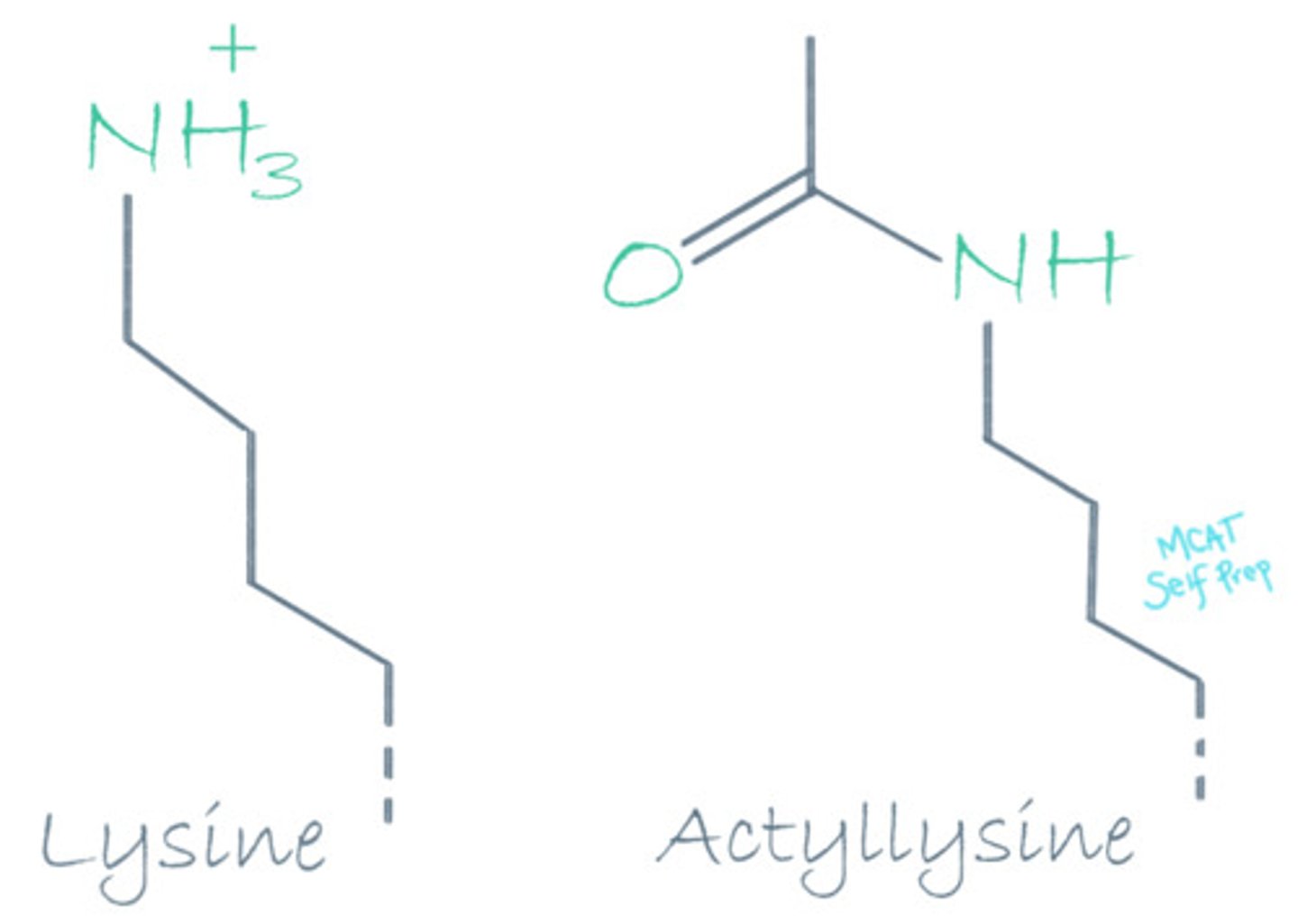 <p>Adding an acetyl group to a Lysine residue will have an electron withdrawing effect that can eliminate the positive charge, affecting the lysine residue's acidity/basicity and its electrostatic interactions.</p>