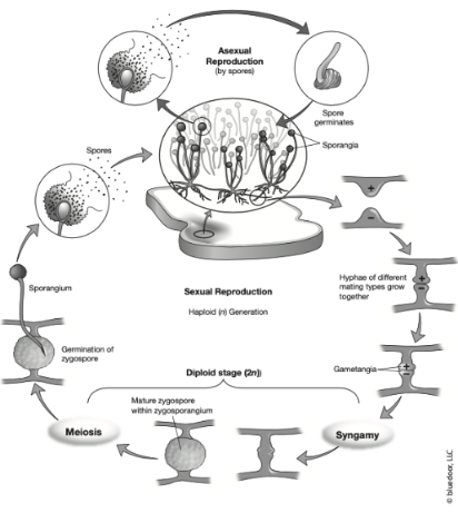 <p><span>fungi characterized by the formation of zygospores</span></p>