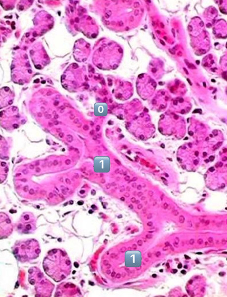 <p>striated duct</p>