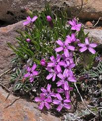 <p><em>Silene acaulis</em></p>