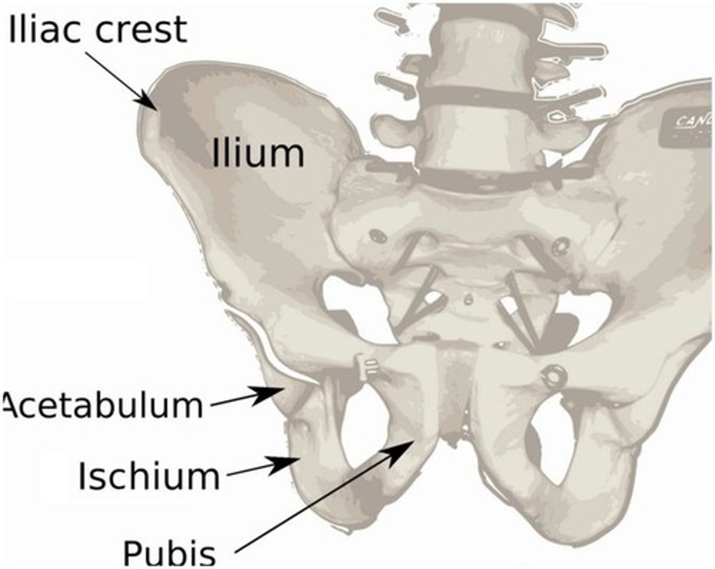<p>ilium (hip bone)</p>