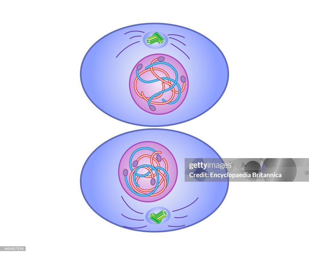 <p>Parent cell splits, dividing the cytoplasm and nuclei into 2 identical cells</p>