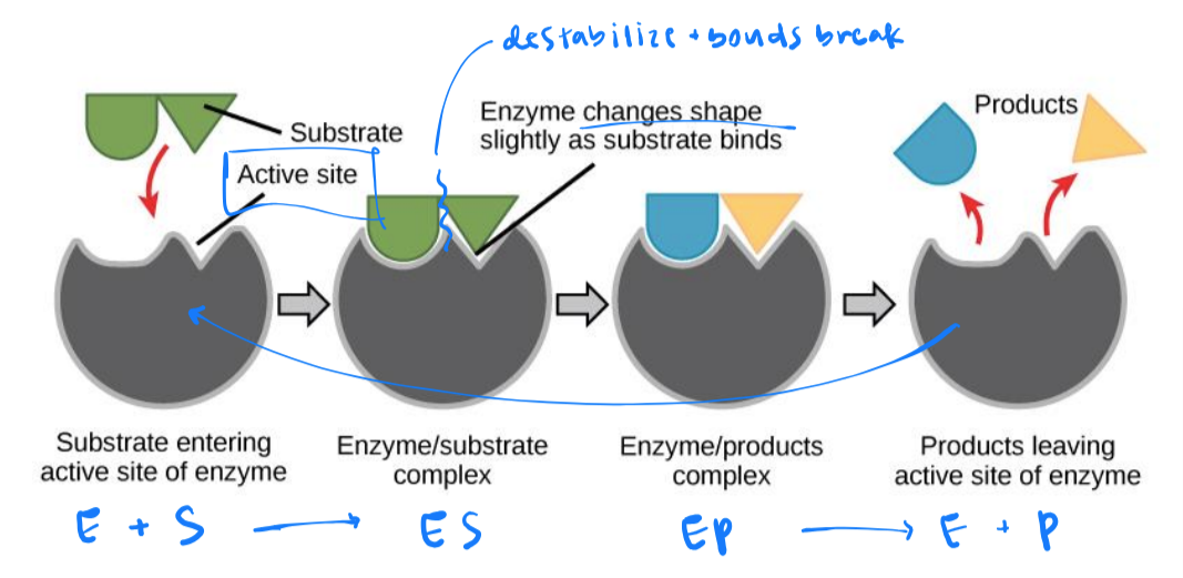 <ul><li><p>3d shapes (enzyme and substrates) determine specificity</p></li><li><p>substrates interact at enzyme’s active site</p></li><li><p>enzymes can catalyze a variety of reactions</p></li></ul><p></p>