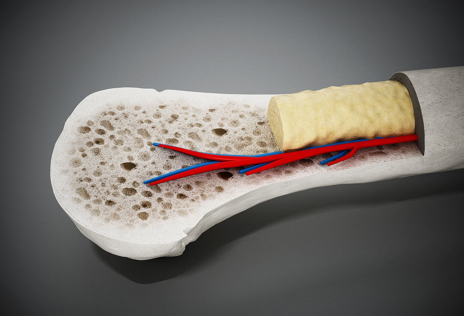 <p><span style="color: rgb(43, 49, 80)">Which of the following acts as a store for fats and aids in bone function?</span></p>