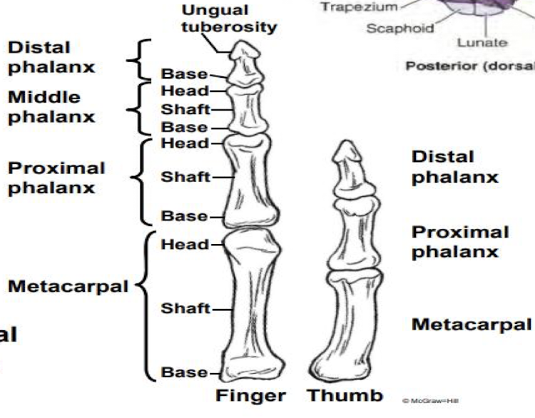 <p>From the base of the finger:</p><ol><li><p>Metacarpal - In digits 1-5 beginning with thumb and articulates with carpals and phalanges</p></li><li><p>Proximal phalanx - largest; articulate with metacarpals</p></li><li><p>Middle phalanx </p></li><li><p>Distal phalanx - expanded and flattened distally for nails </p></li></ol><p></p>