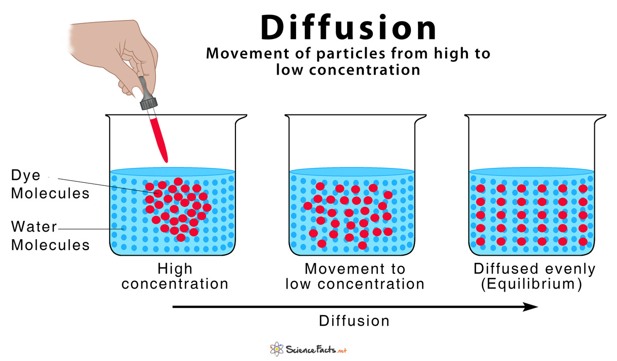 <p>net movement of molecules from HIGH SOLUTE concentration to LOW SOLUTE concentration. PASSIVE PROCESS!</p><ul><li><p>it evenly spreads solution and occurs until equilibrium is reached </p></li><li><p>want same amount of solution on each side of membrane (no net movement) </p></li></ul><p></p>