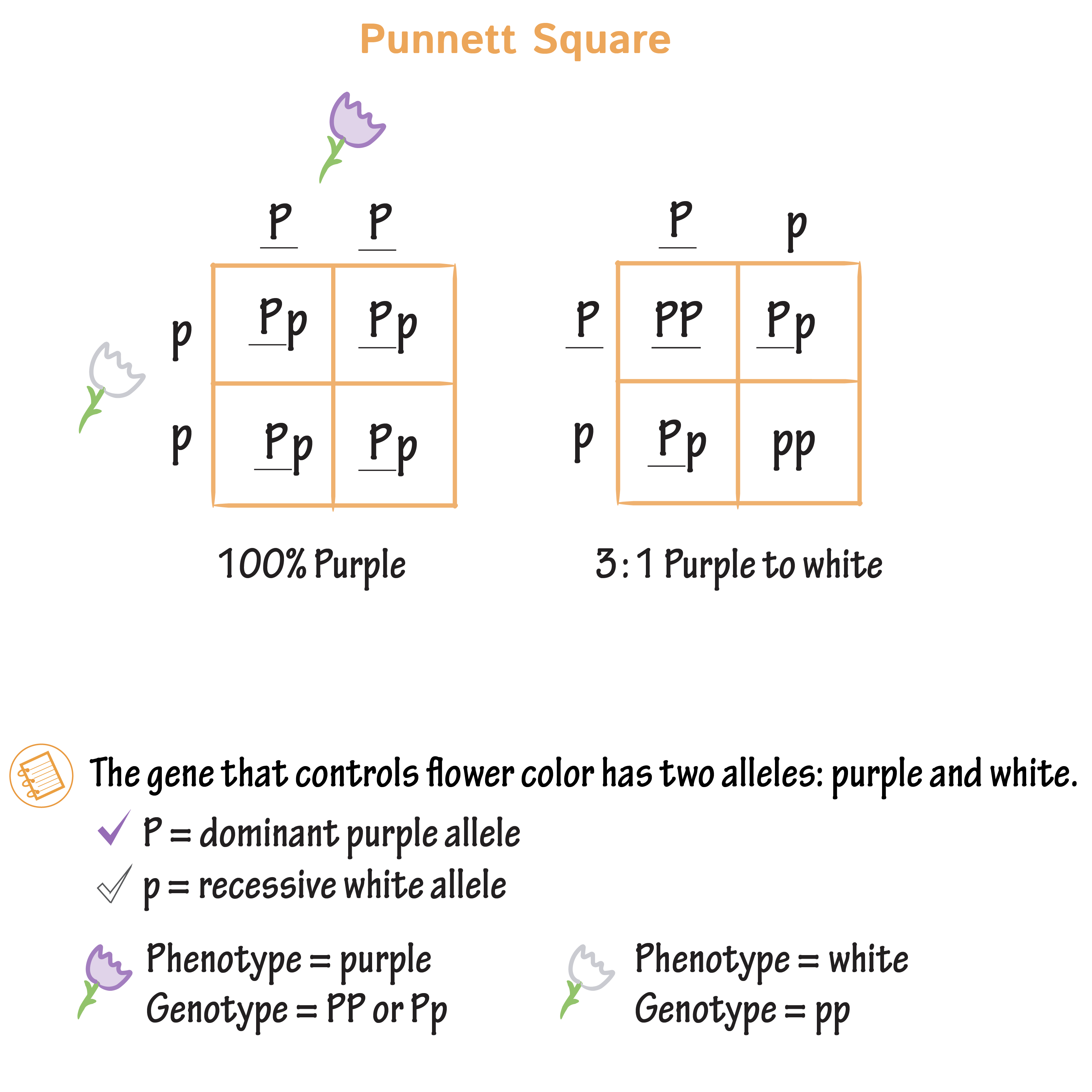 <ul><li><p>dom alleles are listed first </p></li></ul>