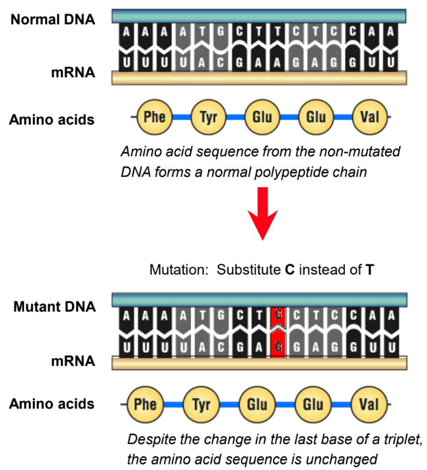 a change in the third base of a codon still codes for the same amino acid.

* Are neutral mutations → have little/ no effect on the organism