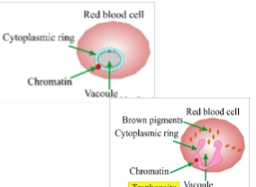 <p>What stage does this display?</p>