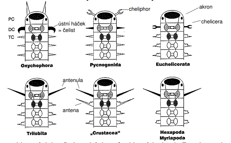 <p>stavba hlavy a hlavových končetin u drápkovců a hlavních skupin Euarthropoda</p>