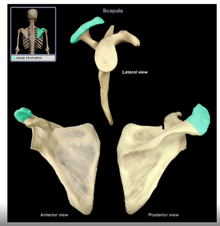<p>Acromion Process</p>
