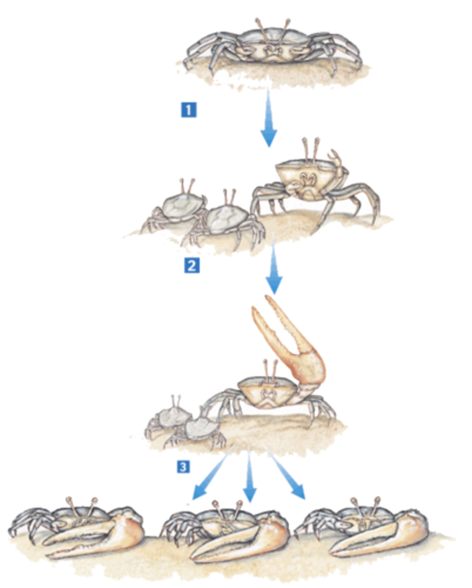 <p>A male fiddler crab uses its front claw to ward off predators and to attract mates; because the front claw is used repeatedly, it becomes larger; this characteristic (large claw) is passed onto its offspring</p>