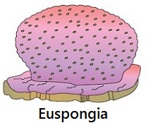 <p>Euspongia (Bath Sponge)</p>