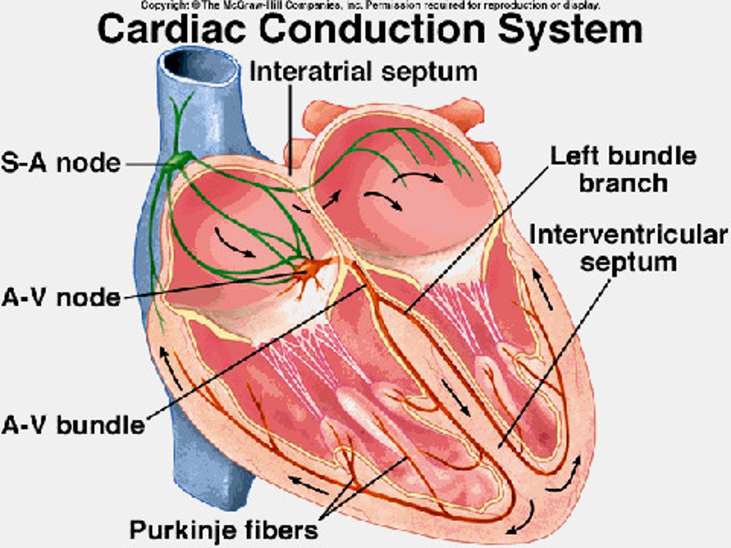 <p>1. SA node</p><p>- generates impulse, atrial excitation begins</p><p>- functions as the normal pacemaker</p><p>- slowest velocity</p><p>2. AV node</p><p>- impulse delayed</p><p>3. His bundle branches</p><p>- impulse passes to heart apex, ventricular excitation begins</p><p>4. Purkinje fibers</p><p>- ventricular excitation complete</p><p>- fastest velocity</p><p>5. repolarization</p>
