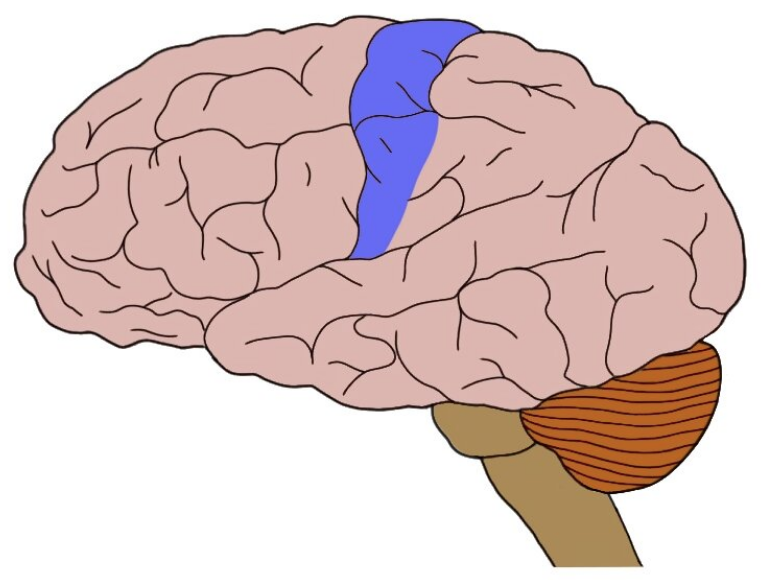 <p><span>processing sensory information from the body, including touch, pain, temperature, and proprioception</span></p>