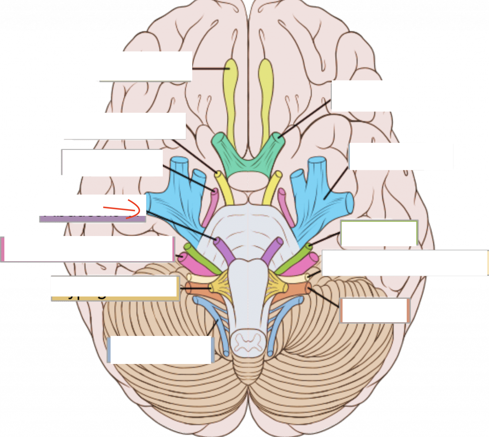 I: eye muscles 