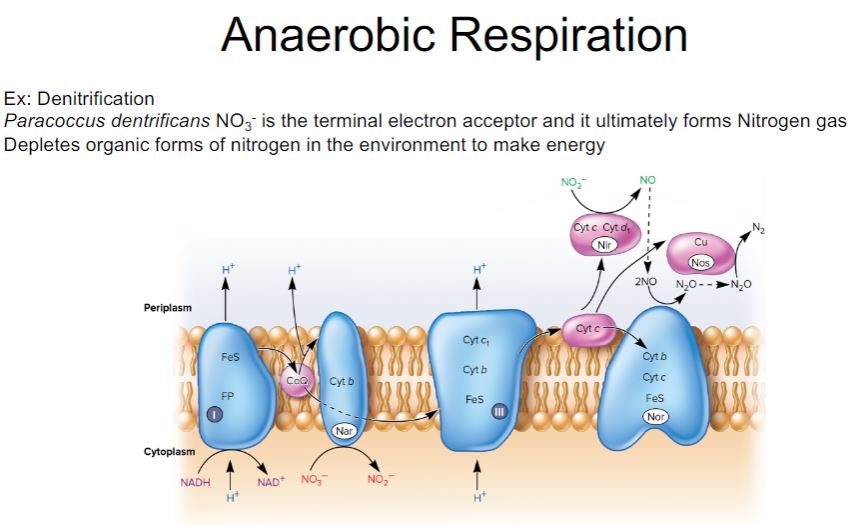 <p>Anaerobic respiration 2</p>