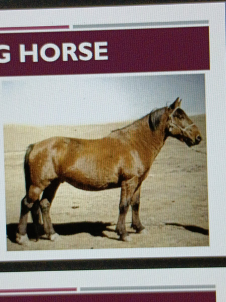 <p>-Chinese breed</p><p>-Sturdy pony, well-adapted to life at high altitudes</p>
