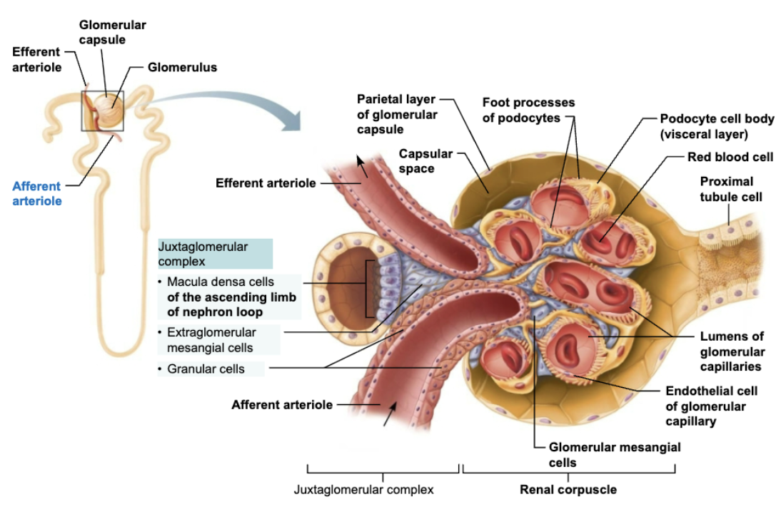 <p><strong>LOCATION </strong></p><ul><li><p><span style="color: purple;"><strong><mark data-color="purple" style="background-color: purple; color: inherit;">Each nephron has one</mark></strong></span> Juxtaglomerular Complex (JGC)</p></li></ul><p><span style="color: blue;"><strong>STRCTURE</strong></span><strong> </strong></p><ul><li><p>Involves modified portions of: </p><ol><li><p>Distal portion of ascending limb of <span style="color: blue;">nephron loop </span></p></li><li><p><span style="color: blue;">Afferent arteriole</span> </p></li></ol></li></ul><p><span style="color: red;"><strong>FUNCTION</strong></span><strong> </strong></p><ol><li><p>Important in regulating rate o filtrate formation and blood pressure</p></li></ol><p></p>