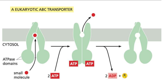 <ul><li><p>hydrophobic belt of residues</p></li><li><p>ATPase activity</p></li><li><p>Dimer</p></li><li><p>conformational flexibility</p></li><li><p>channel specifically matching the chemical nature of small molecules</p></li></ul><p></p>