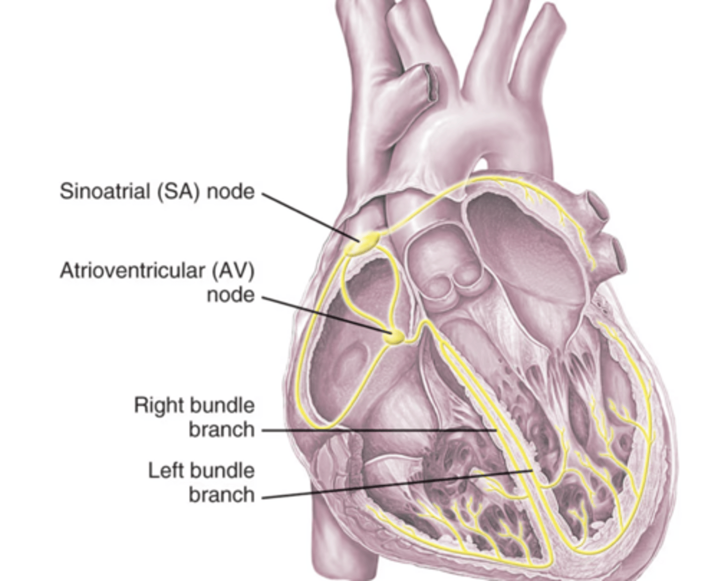 <p>Located in the right atrium, initiates an electrical signal that causes the heart to beat</p>