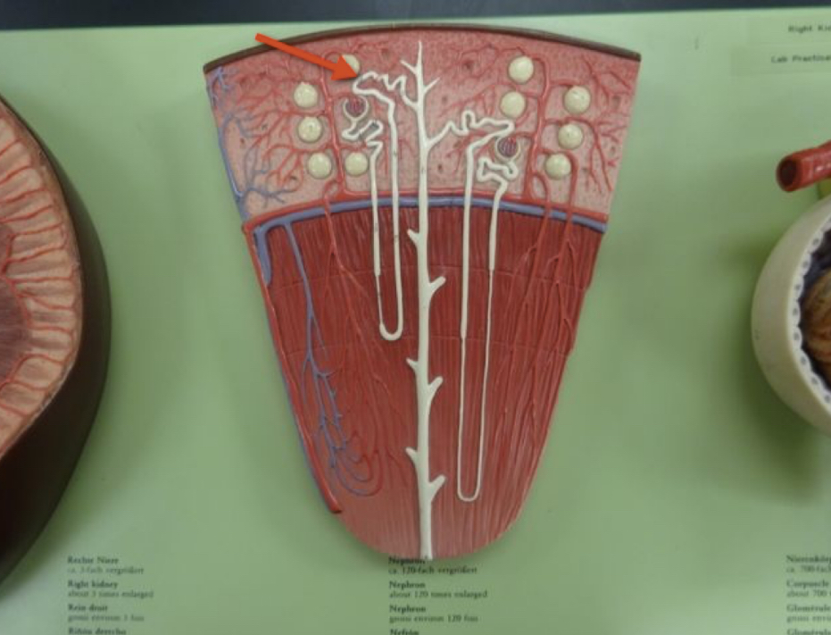 <p>Name the structure </p>