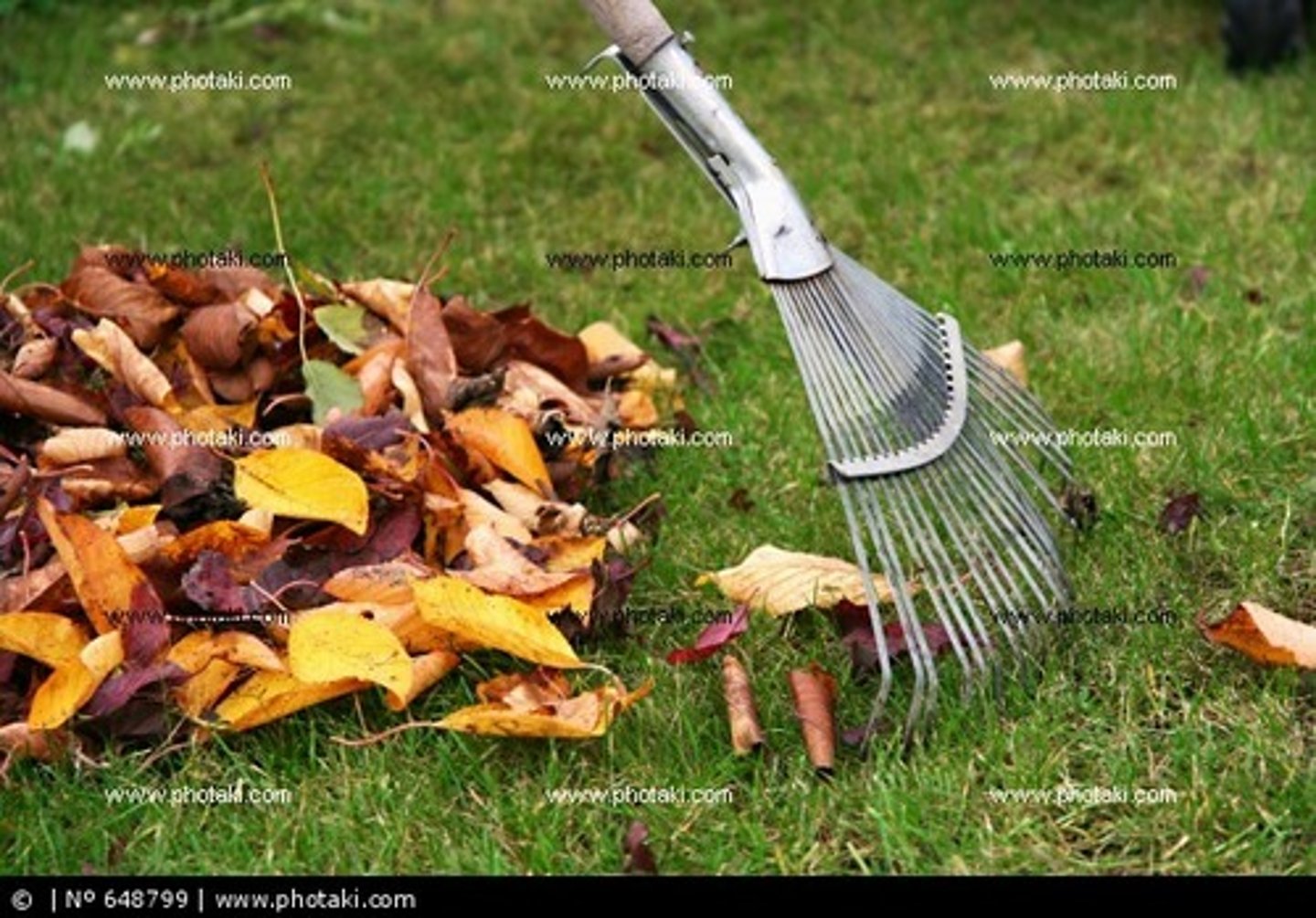 <p>the leaves</p>
