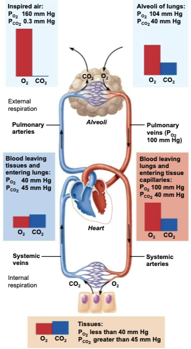 <p>Involves capillary gas exchange in <span style="color: purple;"><strong><mark data-color="purple" style="background-color: purple; color: inherit;">body tissues</mark></strong></span></p>