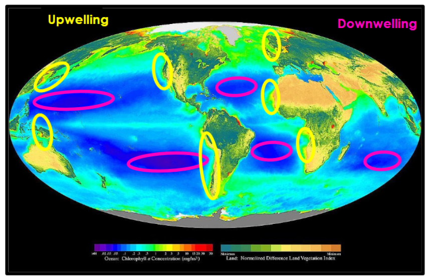 <p>ultimate limit on abundance and diversity</p><p>CHLOROPHYLL as a proxy of primary productivity - pigment of phytoplankton</p><p>graph of surface chlorophyll matches with areas of upwelling </p>