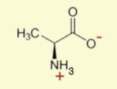 <p>smallest R group, CH<sub>3</sub></p>