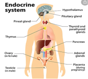 <ul><li><p><span style="font-family: Verdana, sans-serif">Control system of the human body.&nbsp;</span></p></li><li><p><span style="font-family: Verdana, sans-serif">Produces chemical messages in the form of HORMONES</span></p></li><li><p><span style="font-family: Verdana, sans-serif">Made up of specialized glands that secrete hormones into the bloodstream.&nbsp;</span></p></li></ul><p></p>