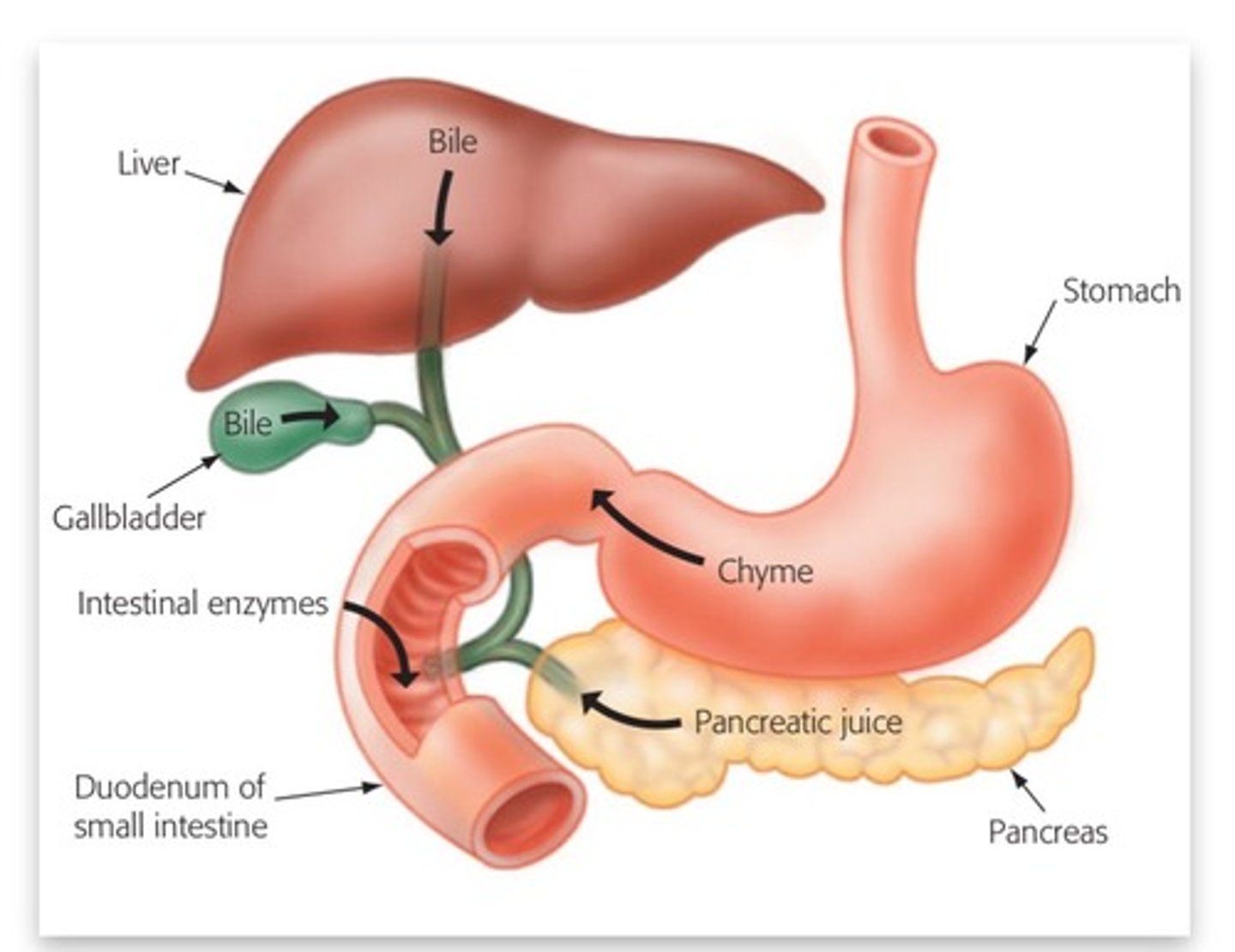 <p>glucagon is produces in the _________ (organ) and travels to the _________ (organ) to tell it to break down glycogen into glucose</p>