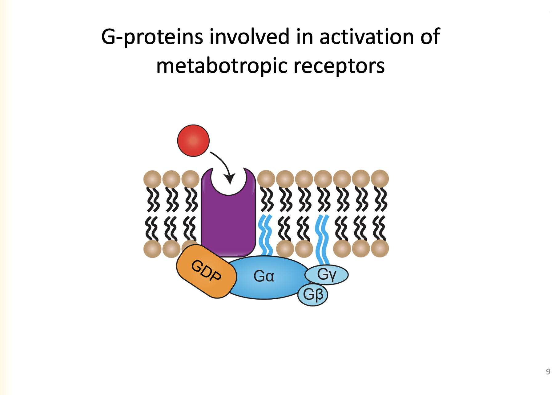 always bound to lipids that are embedded in the membrane- helps to keep associated with the membrane