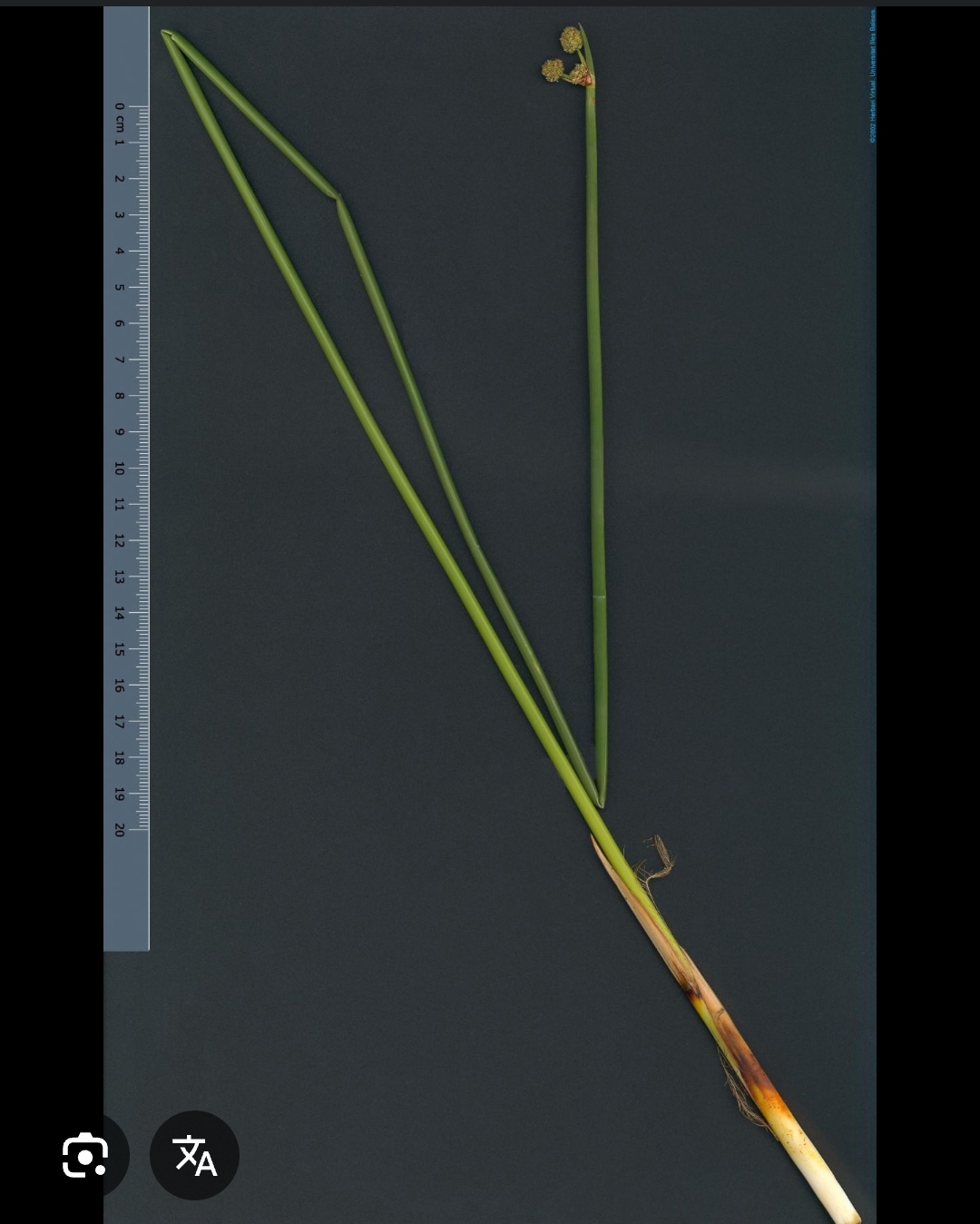 term image