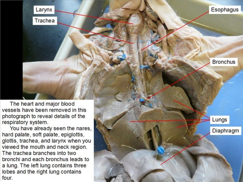 trachea: leads to lungs

esophagus: leads to stomach
