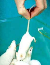 <ul><li><p><span style="background-color: transparent;">Mice are alert but often nervous animals with quick reactions</span></p></li><li><p><span style="background-color: transparent;">They always try to avoid capture by running away&nbsp;</span></p><ul><li><p><span style="background-color: transparent;">When cornered, bite</span></p></li></ul></li><li><p><span style="background-color: transparent;"><strong>Grip the tail about midway down its length and lift it out of the cage</strong></span></p></li><li><p><span style="background-color: transparent;">Calm and deliberate movements induce less stress and excitement in the house and you are less likely to be bitten</span></p></li></ul><p></p>
