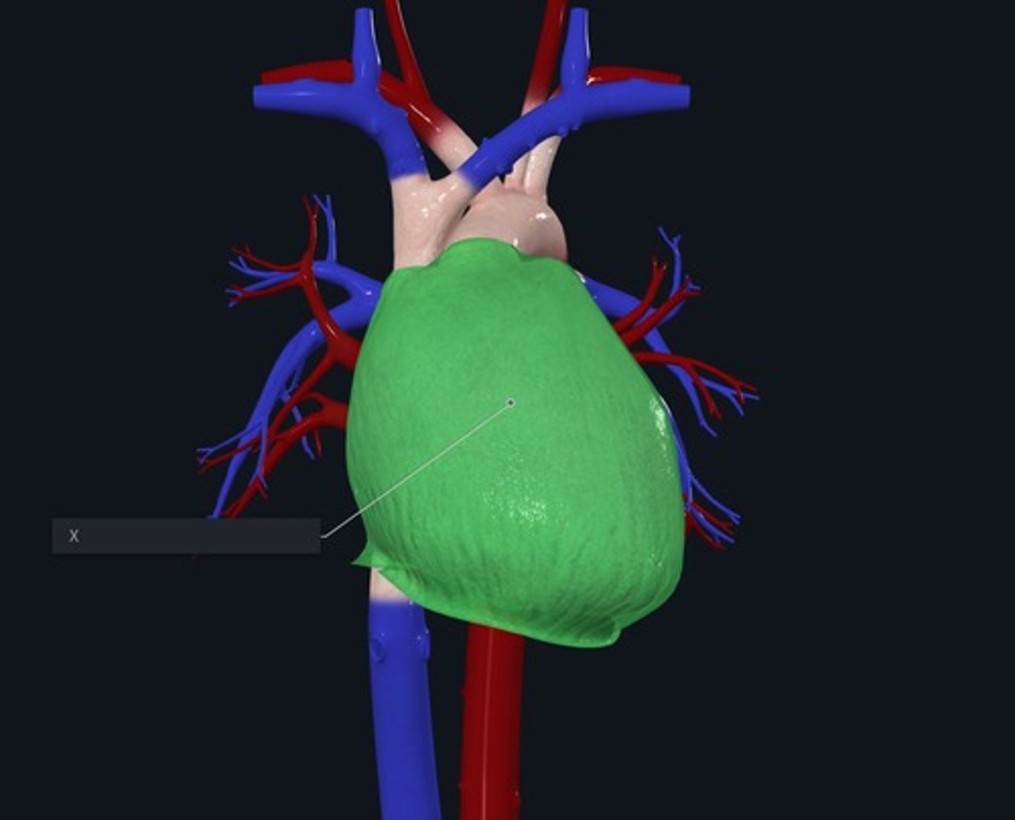 <p>Name the structure highlighted Green and marked with the X</p>