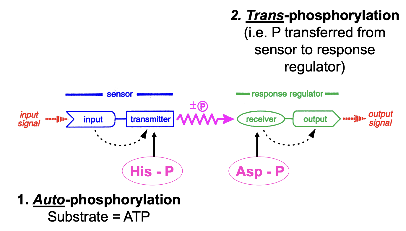 <ol><li><p>Environmental <strong>sensor</strong></p><ul><li><p>gets phosphylayed at a conserved <strong>histidine</strong> <strong>residue</strong> when a signal is received by the <strong>input</strong> domain</p></li><li><p><strong>Auto-phosphylation</strong></p></li></ul></li><li><p><strong>Response</strong> <strong>regulator</strong></p><ul><li><p>Senosr P is psated to receiver (<strong>trans-phosphylation)</strong></p></li></ul><ul><li><p>phosphorylated at conserved <strong>asparatate</strong> residue by cognate sensor→ activate output domain</p></li><li><p>phosphate physically transferred from sensor protein to <strong>response</strong> <strong>regulator→ ouput</strong></p></li><li><p>This then act at either:</p><ul><li><p>DNA level → alter transcription</p></li><li><p>Protein level→ regulate protein function</p></li></ul></li></ul></li></ol><p></p>