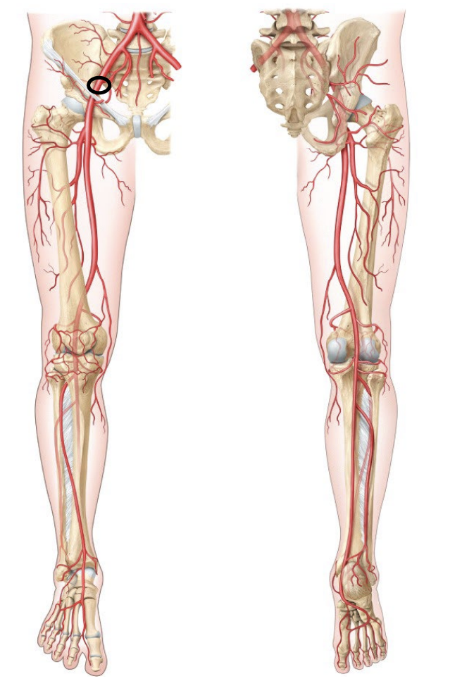 <p>The artery that continues from the common iliac artery to supply the lower limb.</p>